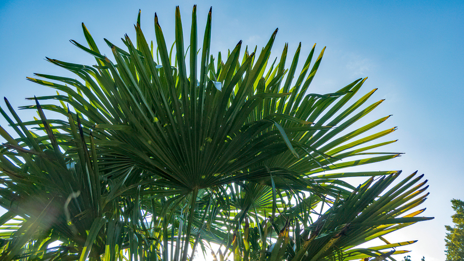 Palm in de zon