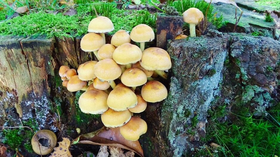 Groep kleine paddenstoelen