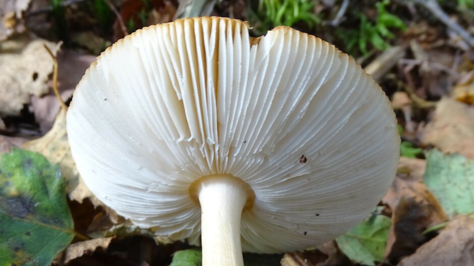 Onderkant hoed paddenstoel