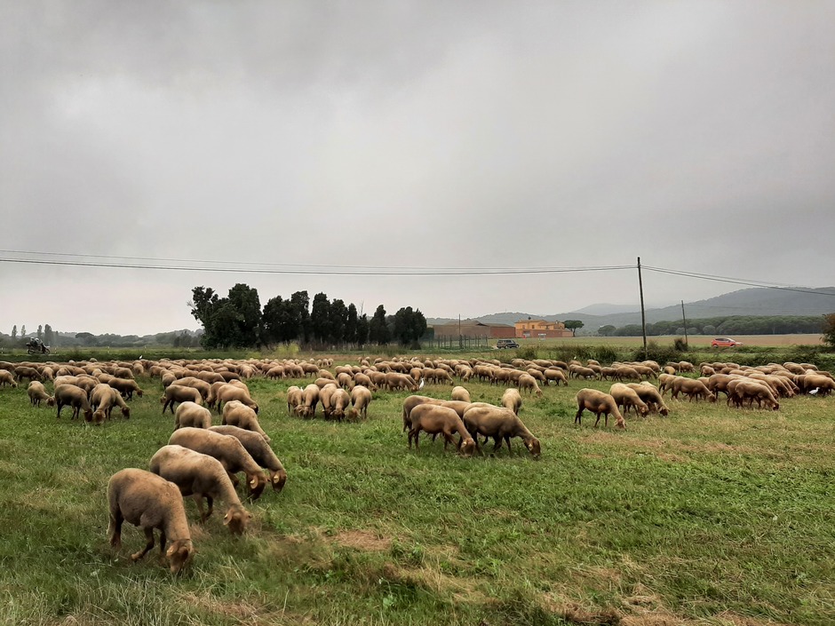 Kudde schapen 