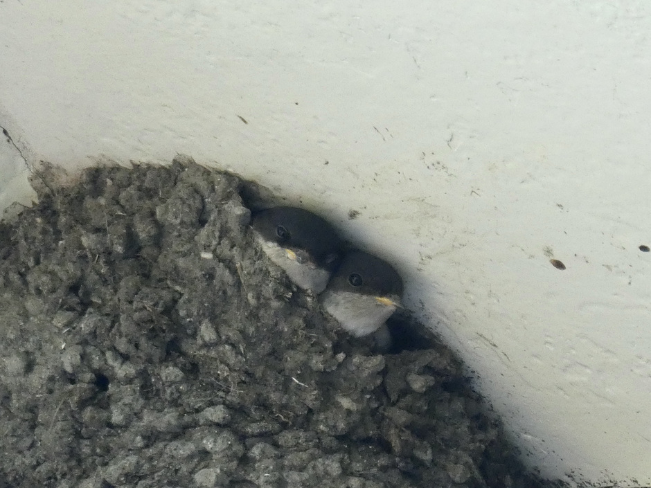 Jonge huiszwaluwen nog in het nest
