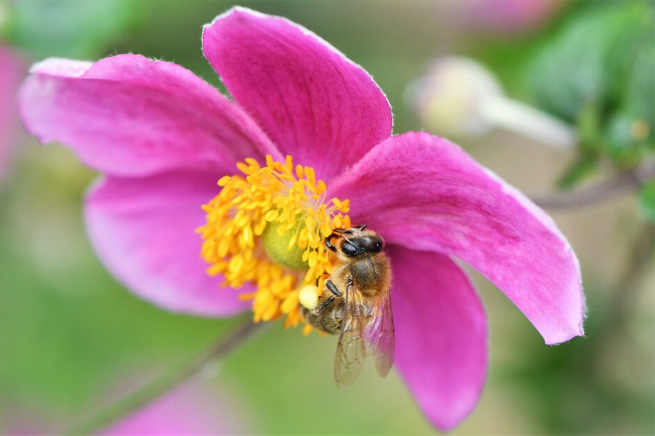 Als het zonnetje schijnt in de tuin, dan zoemen de bijen.