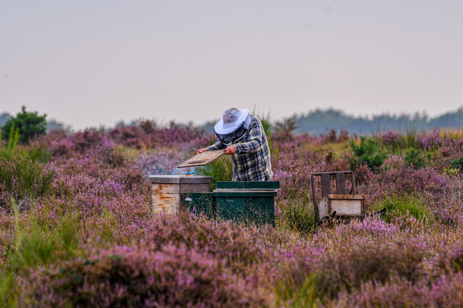 Imker verzamelt honingraten van bijen op de heide