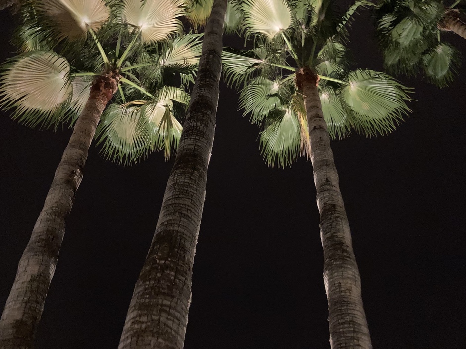Palmbomen in de avond. Balearen