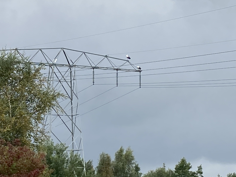Twee ooievaars op een elektriciteitsmast tegen een wolkendek