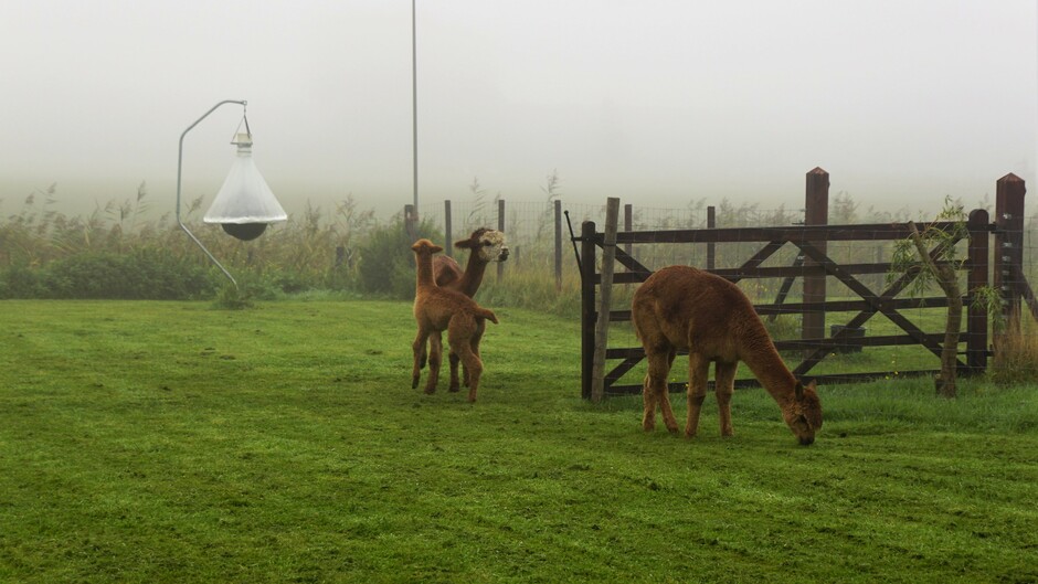 mistige morgen 100 meter zicht 15 gr in de alpaca`s wei