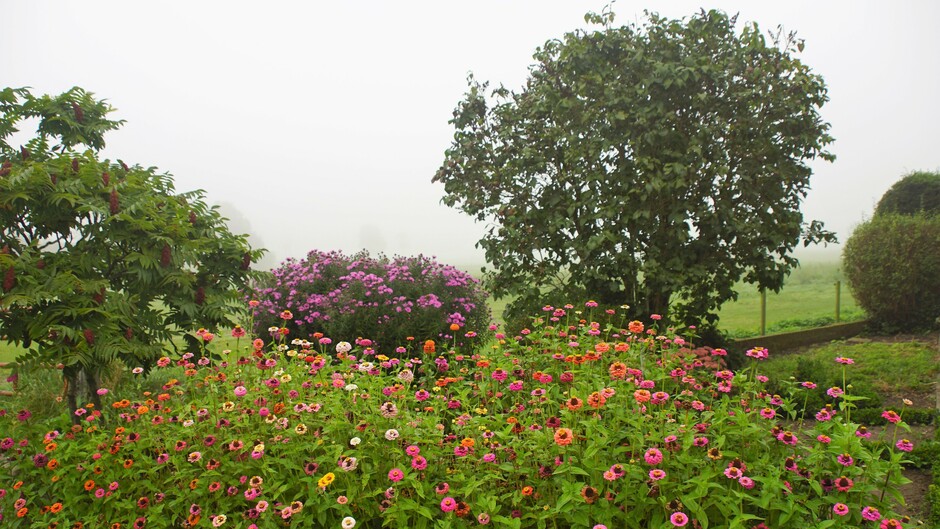 mistige morgen 15 gr zinnia  en herfstasters in bloei