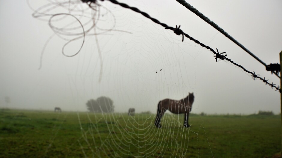 mistige morgen met spinnenweb in de paarden wei 15 gr