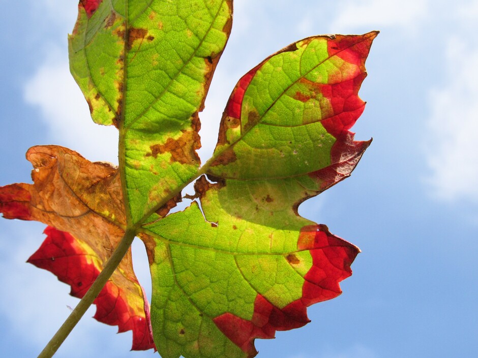 Prachtig gekleurd herfstblad van de druivenstruik