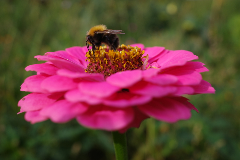 Nazomeren met bijen die op zoek zijn naar nectar