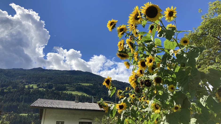 Zonnebloemen doen het goed in Oostenrijk 