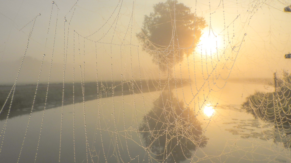 Spinnenwebben en mist met zonsopkomst.