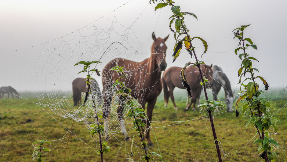 Spinnenwebben in de mist met paarden.