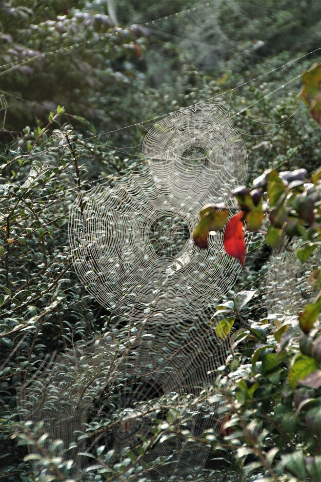 Spinnewebben