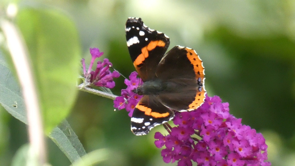 Atalanta op de vlinderstruik 