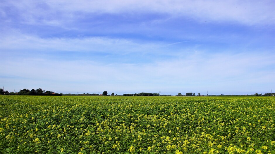 zonnig blauwe lucht en sluierwolken 19 gr in de polder met bloeiend mosterdzaad