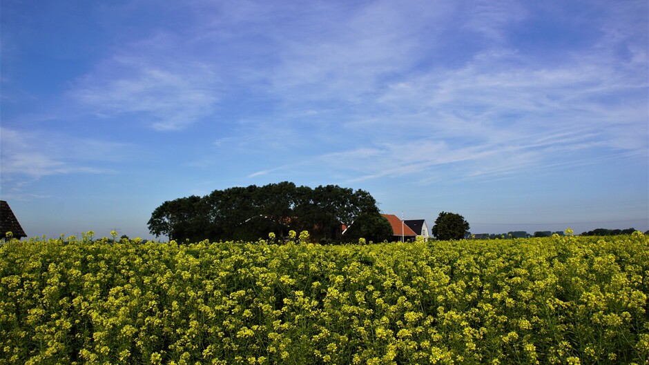 zon blauwe lucht sluier wolken 14 gr bloeiend mosterdzaad