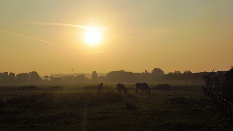 zonsopkomst nevel/mist 14 gr in de polder met paarden frisse morgen 