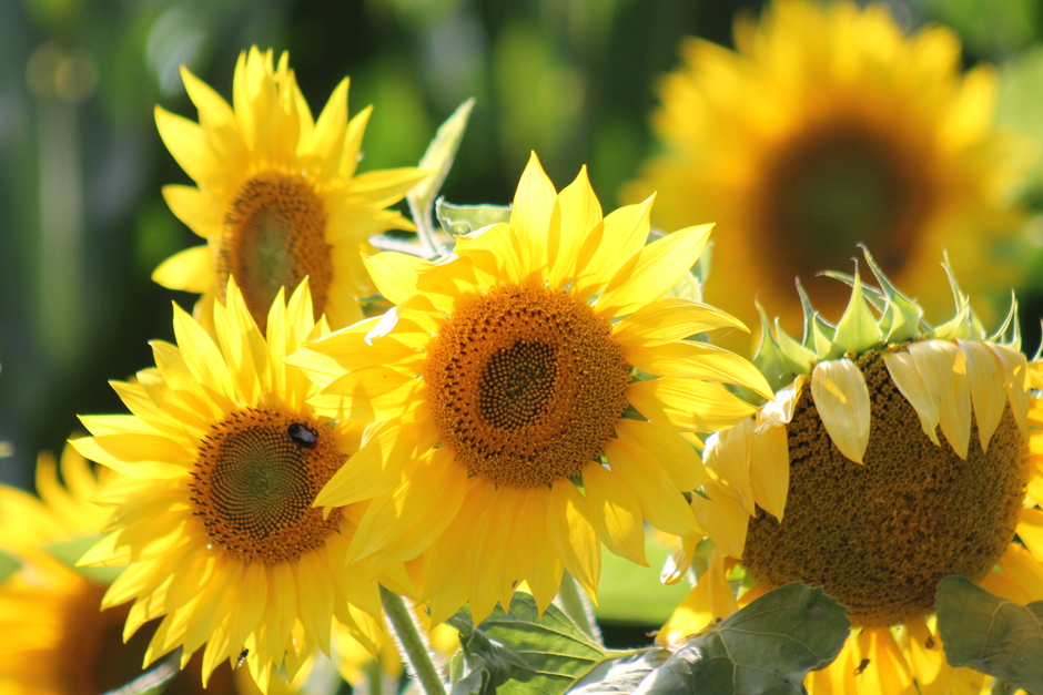 Zonnige zonnebloemen...