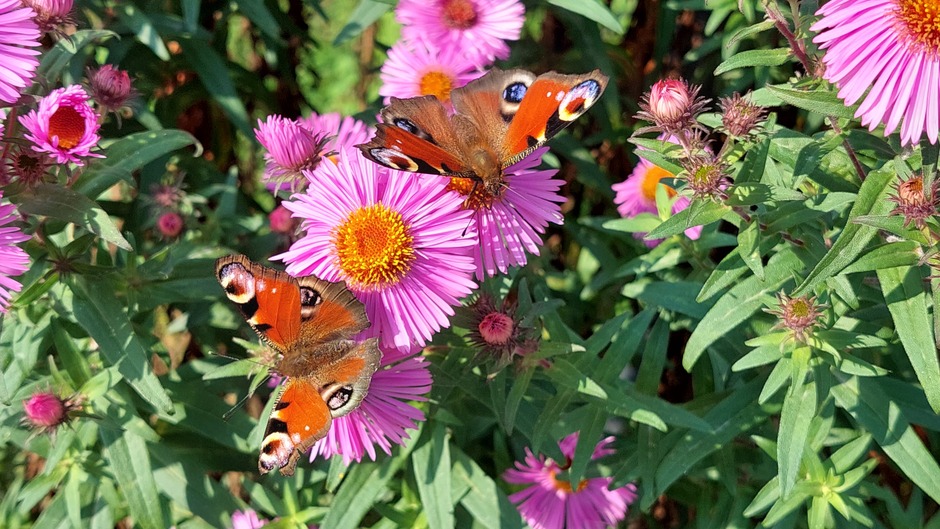 Nog veel vlinders te zien op deze zonnige nazomerdag 
