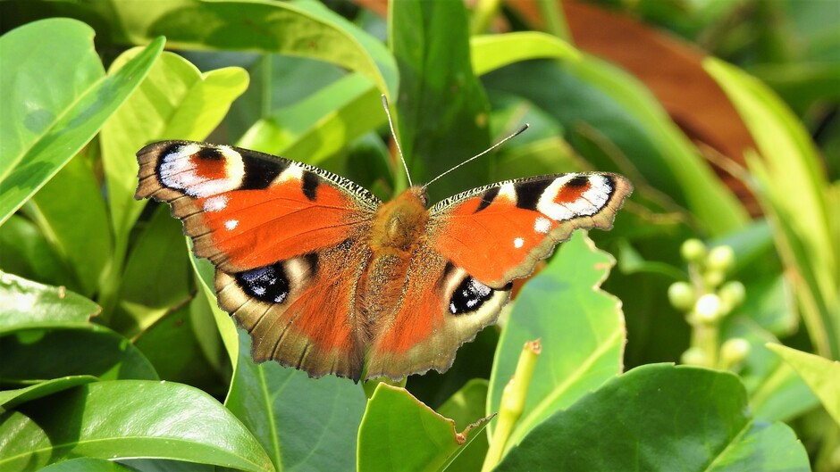 Volop vlinders in de bloeiende laurier