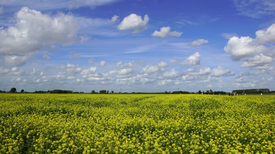 zonnig blauwe lucht en mooie stapel wolken 19 gr in de polder met geel bloeien mosterdzaad