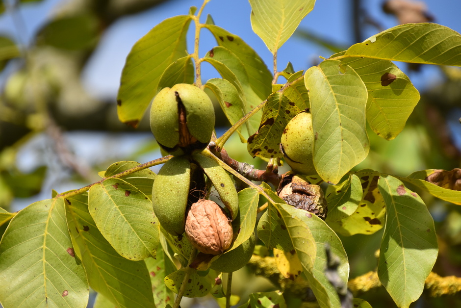 Rijpe walnoten aan de boom