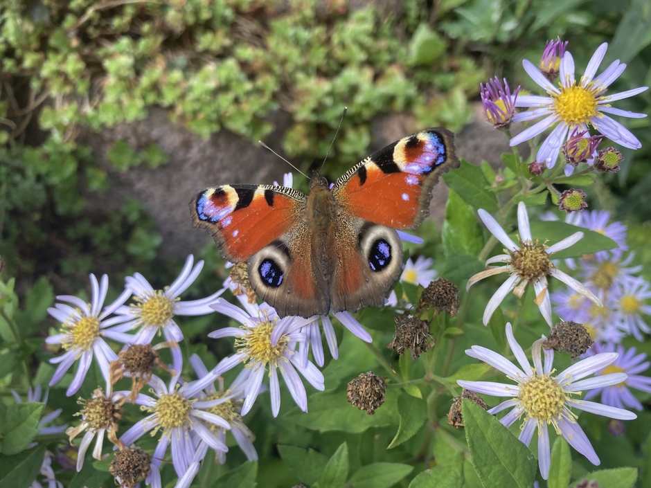 Bloemen en vlinder in Drenthe in de zon vandaag