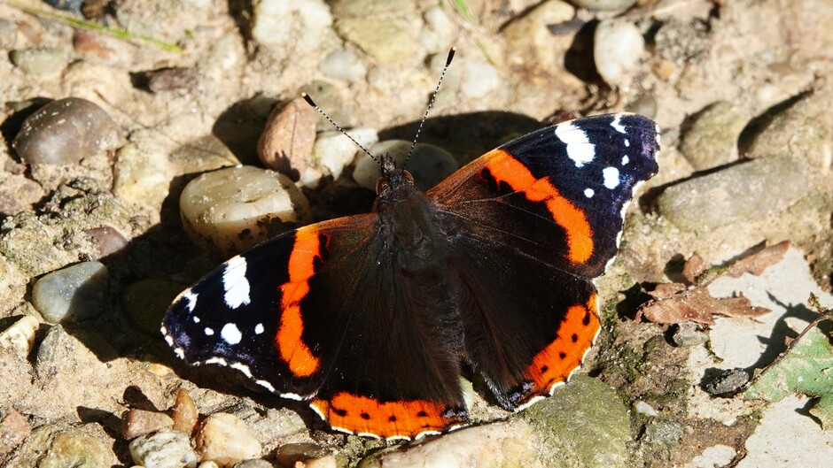 Atalanta vlinder in Staverden