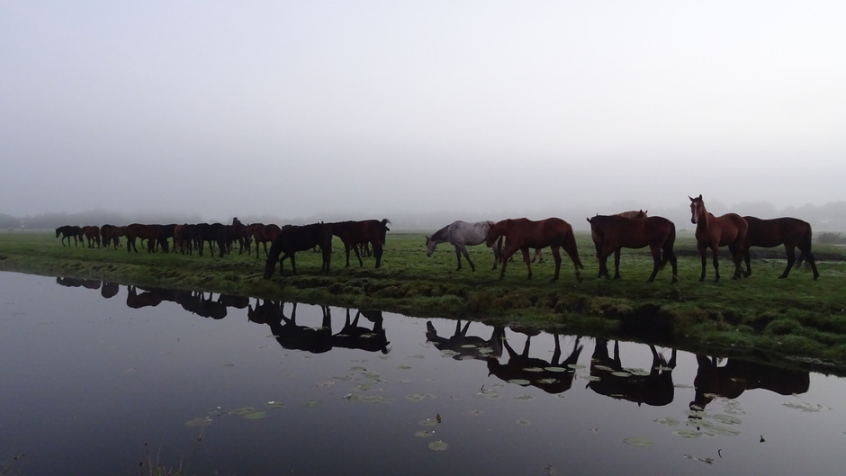 Paarden in de mist vanochtend