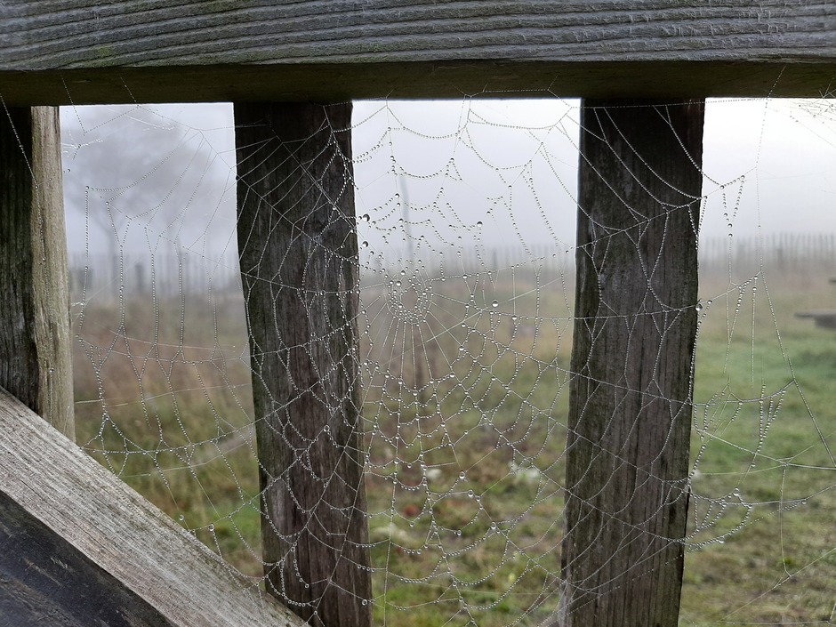 Mist, spinnenwebben, echte herfstdag