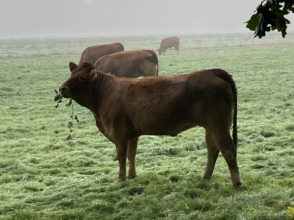 Bruine koe met tak en grijze achtergrond door mist