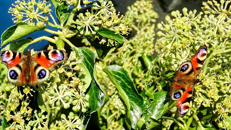 Dagpauwoog vlinders