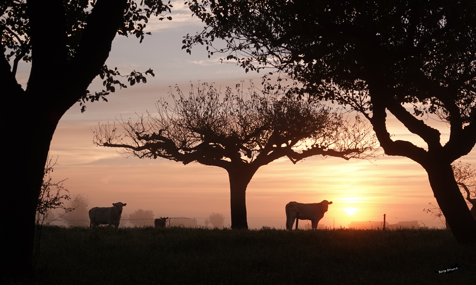 Koeien met appelbomen in de grondmist bij zonsopkomst