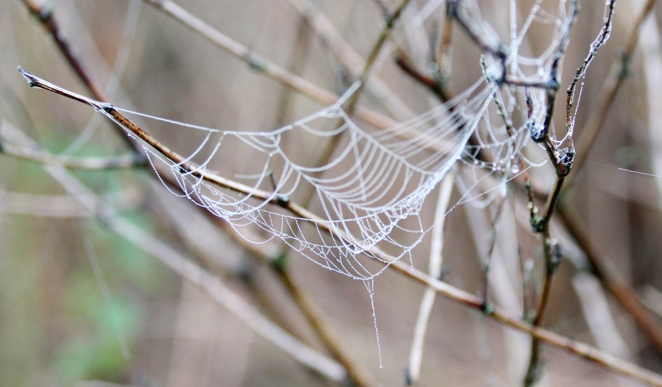 Spinnenweb 