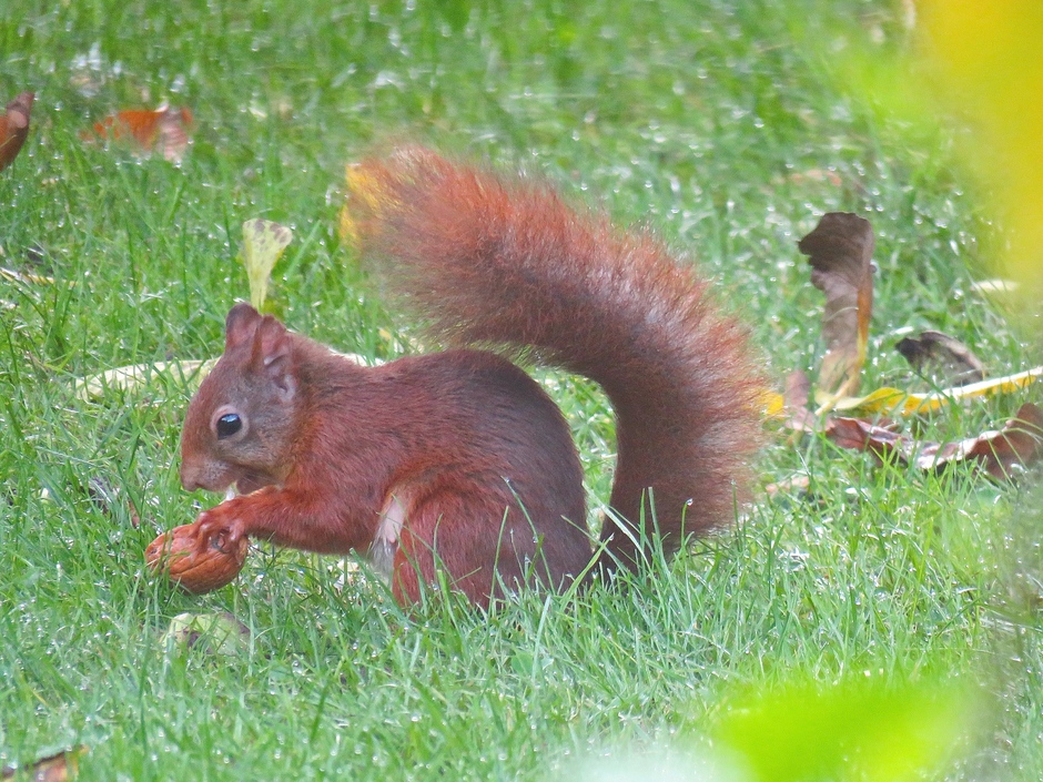 Ochtenddauw op gras/eekhoorn met noot uit eigen tuin!