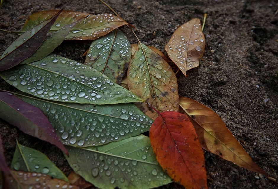 Regen en nat Herfstblad