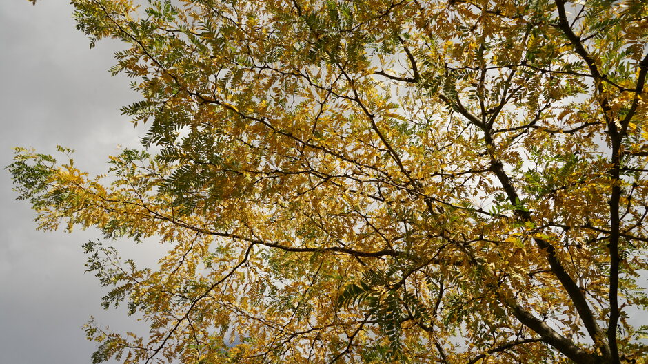Gouden herfstboom