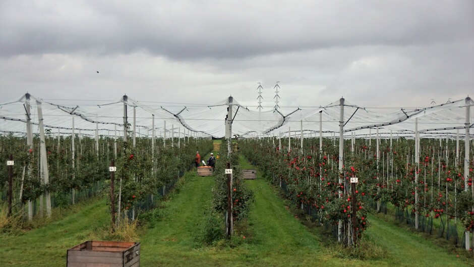 bewolkt weer 12 gr appelen plukken in de overdekte boomgaard 