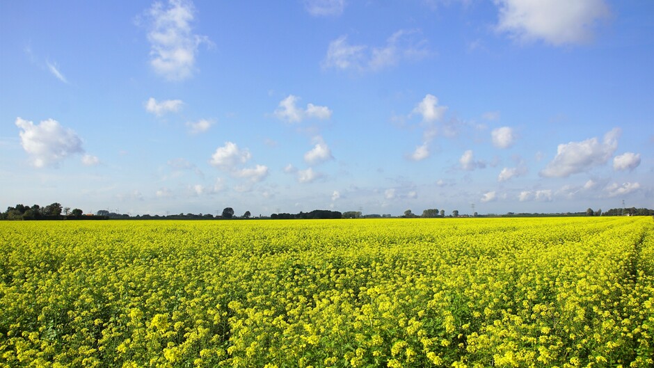 zon blauwe lucht wolkjes 16 gr in de polder met geel mosterdzaad