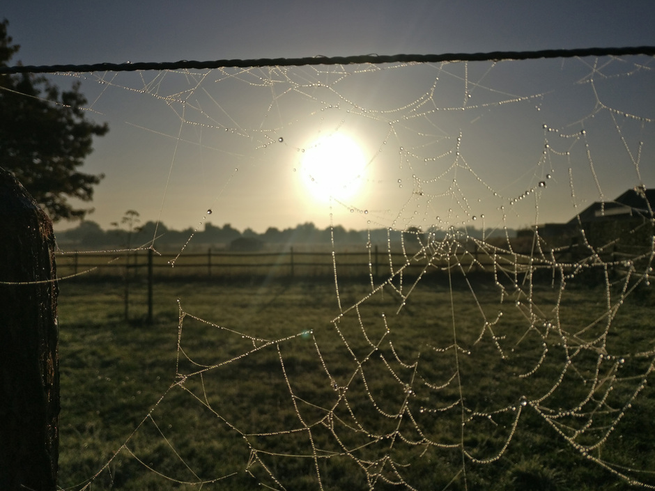 Spinnenweb en de zon.