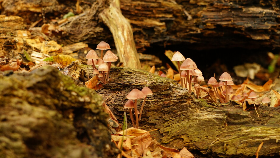 Leger aan paddenstoeltjes