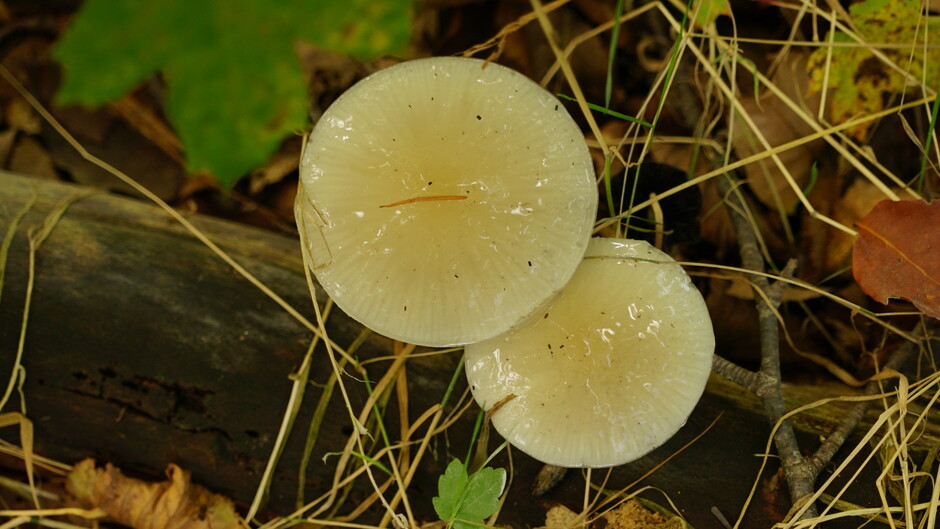 Spiegel paddenstoeltje