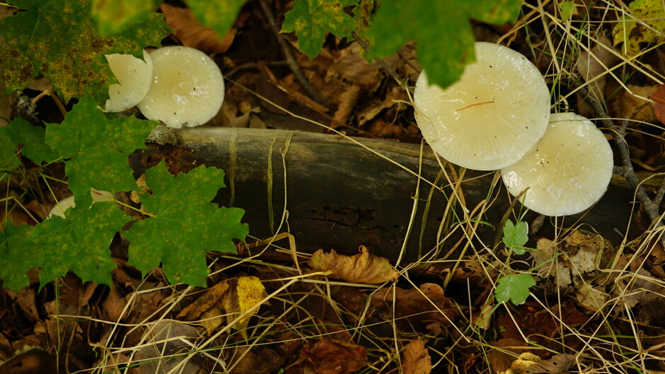 Glimmende paddenstoelen
