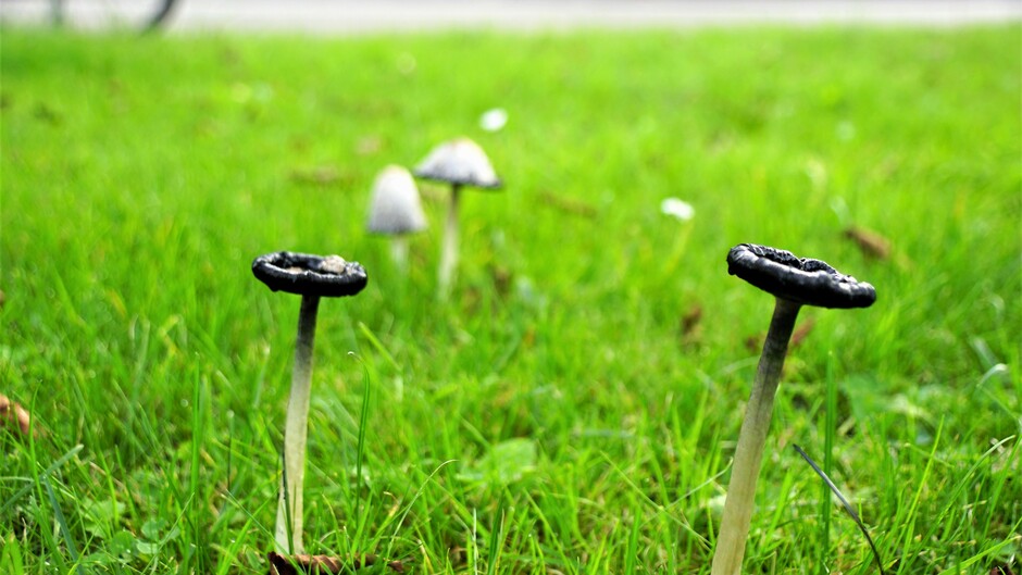 herfst iets zon en paddenstoelen in het gras 9 gr