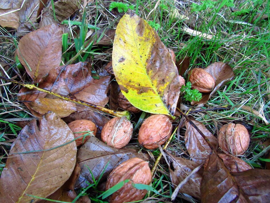 Het "regent" walnoten uit de bomen op de dijk voor ons huis