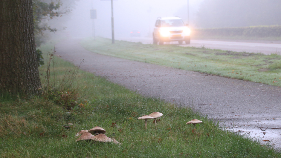 Mist / verkeer / paddenstoelen