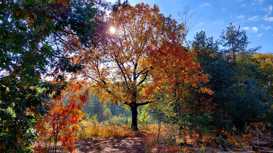 Zonnetje door de herfstbomen 