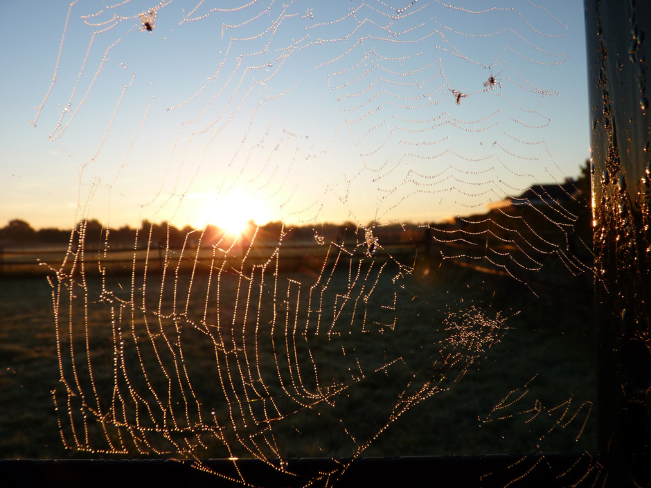 Spinnenweb in licht van de zon.