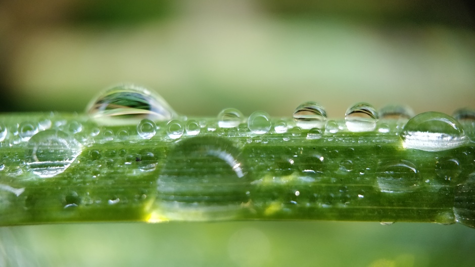 Waterdruppels op een grasspriet
